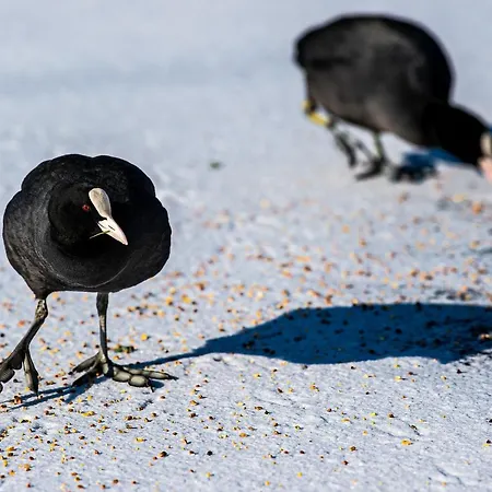 Rotterdam, Tinyhouse Nearby Kralingen Gasthuis