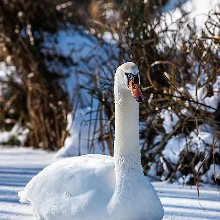 Affittacamere Rotterdam, Tinyhouse Nearby Kralingen