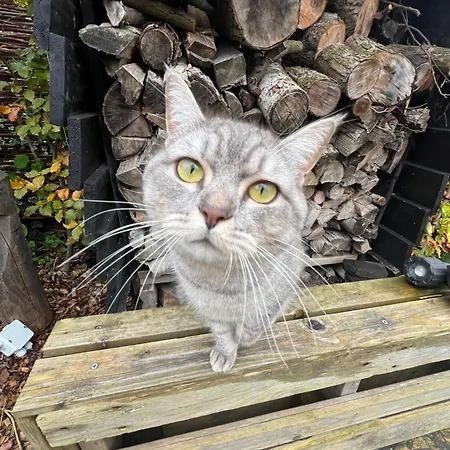 Affittacamere Rotterdam, Tinyhouse Nearby Kralingen