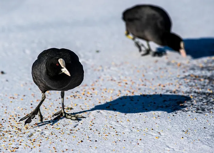 Rotterdam, Tinyhouse Nearby Kralingen Pensión