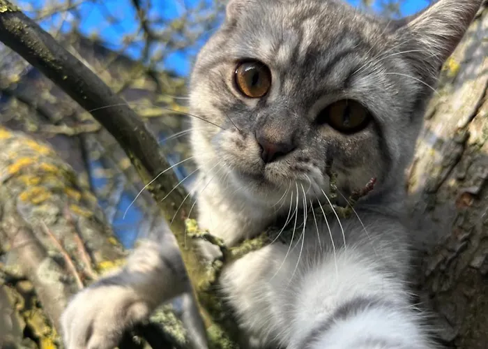Rotterdam, Tinyhouse Nearby Kralingen