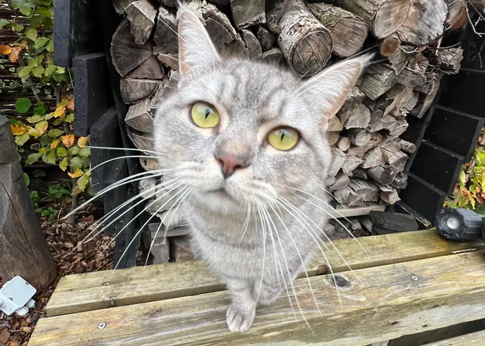 Pensión Rotterdam, Tinyhouse Nearby Kralingen