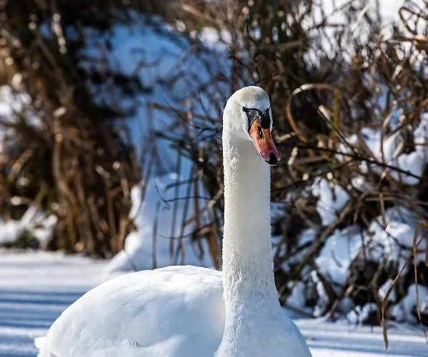Гостевой дом Rotterdam, Tinyhouse Nearby Kralingen
